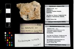 Foto (Objekt + Etikett) von Ambulocapsa novacula (Robins et al., 2013)  (NHMW-GEO-1990-0041-10159)